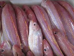 Cá hường đỏ - Suất Ăn Công Nghiệp Gia Sơn Phát - Công Ty TNHH Thương Mại Dịch Vụ Gia Sơn Phát