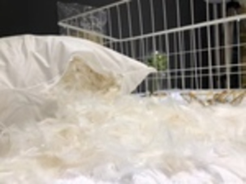 Ruột gối lông vũ tự nhiên