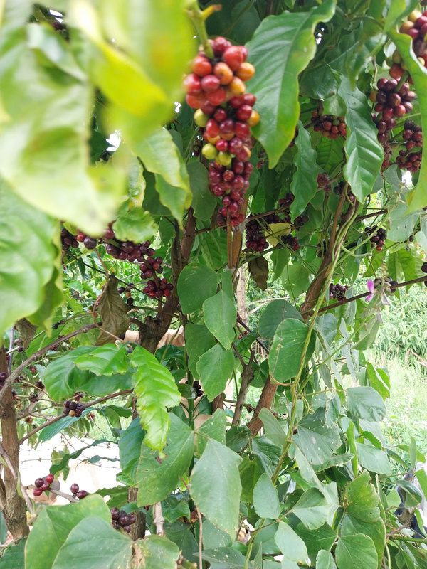 Hạt cà phê - Thực Phẩm Chân Thành - Công Ty TNHH Chân Thành