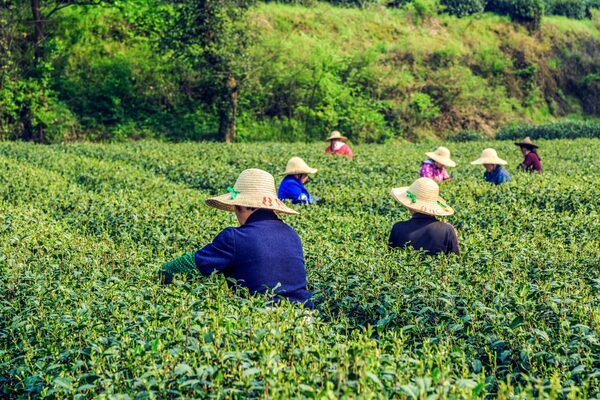 Hình ảnh cơ sở hợp tác xã chè Nhật Thức