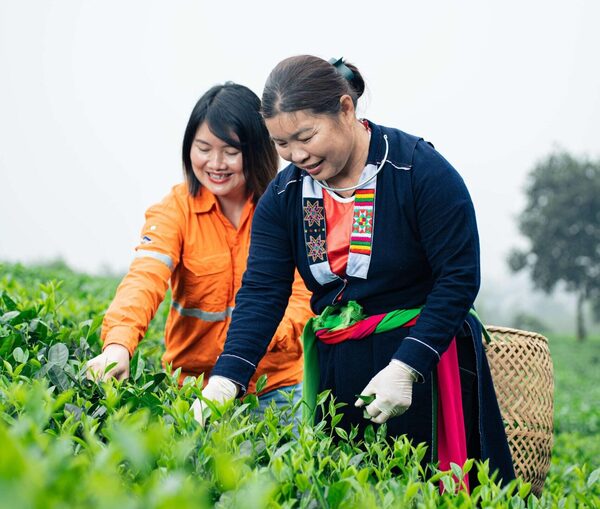 Hình ảnh cơ sở hợp tác xã chè Nhật Thức