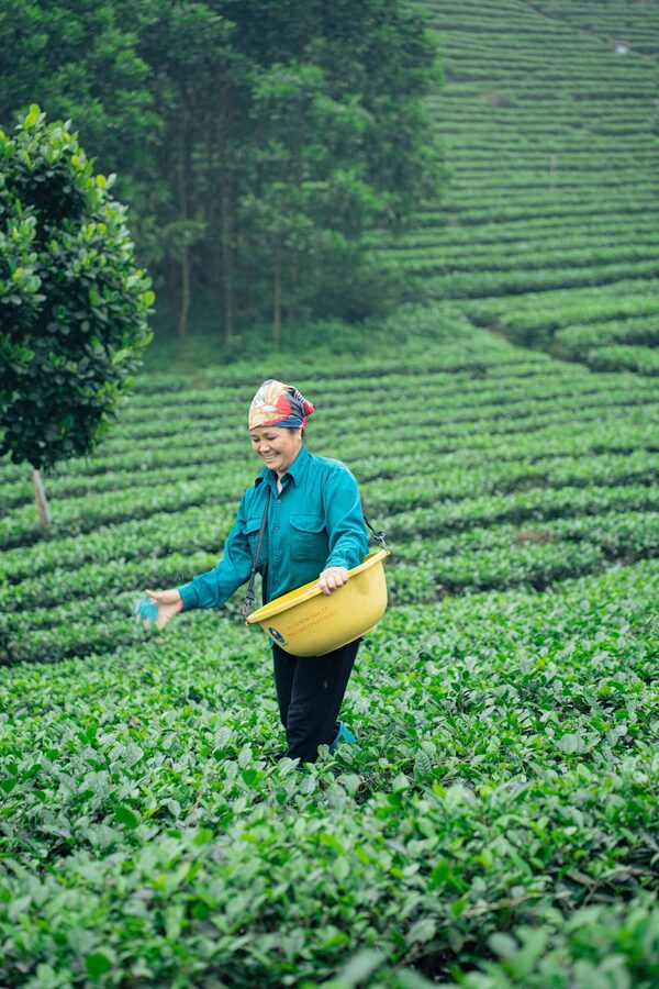 Hình ảnh cơ sở hợp tác xã chè Nhật Thức