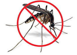 Dịch vụ diệt muỗi - Công Ty Cổ Phần Công Nghệ Môi Trường An Bình HQ