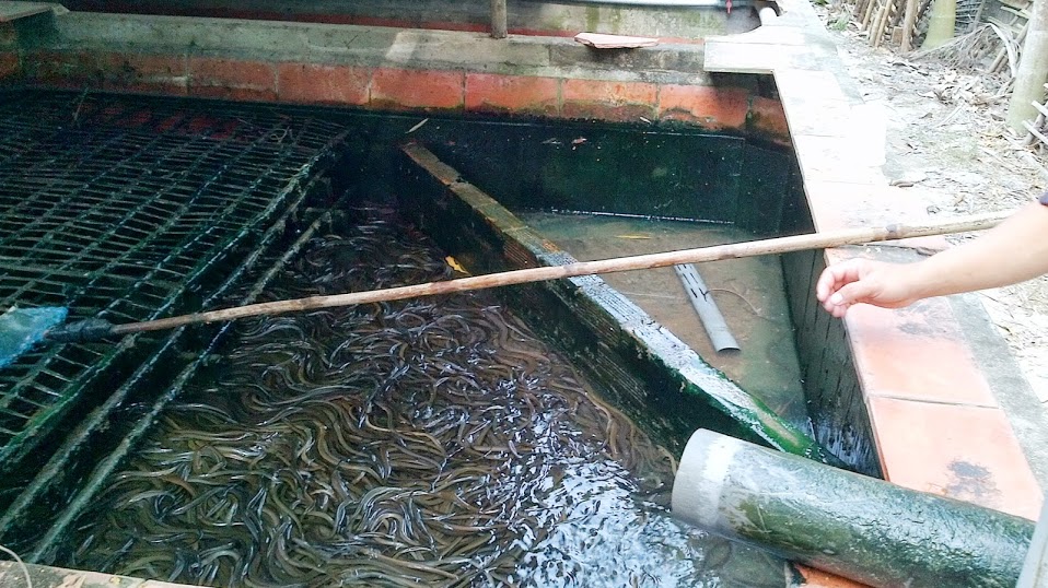 Mô hình nuôi lươn sạch - Trại Lươn Giống Nhân Tạo ASA (ASA Lươn Giống)