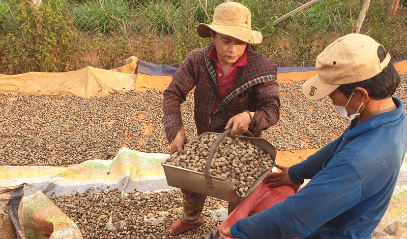 Gia công hạt điều