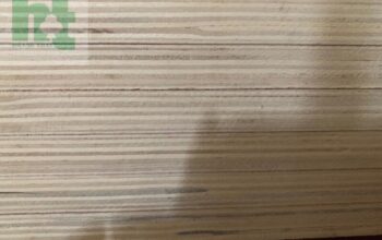 Ván ép Bạch Dương Trung Quốc