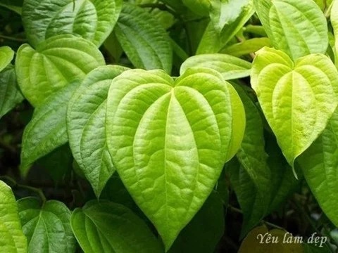 Chiết xuất trầu không