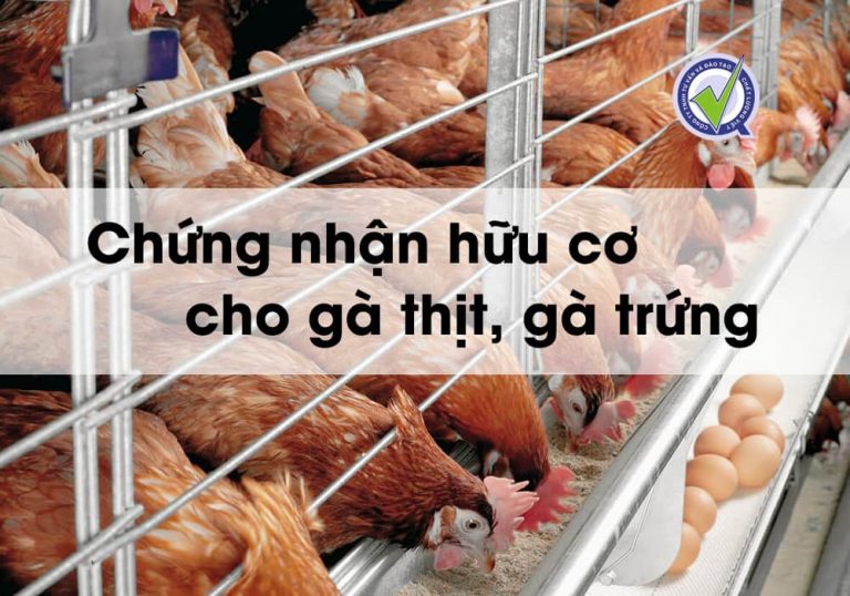Chứng nhận hữu cơ cho gà - Công Ty TNHH Tư Vấn Và Đào Tạo Chất Lượng Việt