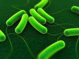 Bacillus subtilis - Thuốc Thú Y Thủy Sản Xuân Dương - Công Ty TNHH Đầu Tư Và Xuất Nhập Khẩu Xuân Dương