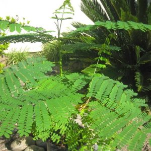 Cây phượng vĩ - Cây Cảnh Lộc Xuân - Hộ Kinh Doanh Hoa Kiểng Lộc Xuân