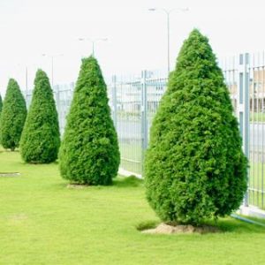 Cây sanh tháp - Cây Cảnh Lộc Xuân - Hộ Kinh Doanh Hoa Kiểng Lộc Xuân