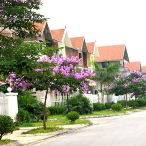 Bằng lăng - Cây Cảnh Lộc Xuân - Hộ Kinh Doanh Hoa Kiểng Lộc Xuân
