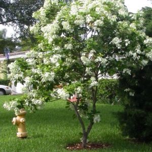Bướm bạc - Cây Cảnh Lộc Xuân - Hộ Kinh Doanh Hoa Kiểng Lộc Xuân