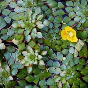 Cây ấu kiếng - Cây Cảnh Lộc Xuân - Hộ Kinh Doanh Hoa Kiểng Lộc Xuân