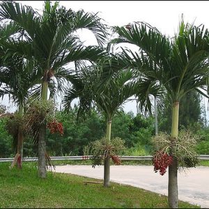 Cây cau bụng trắng - Cây Cảnh Lộc Xuân - Hộ Kinh Doanh Hoa Kiểng Lộc Xuân