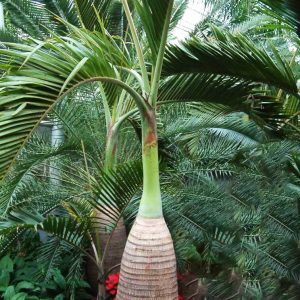 Cây cau Champage - Cây Cảnh Lộc Xuân - Hộ Kinh Doanh Hoa Kiểng Lộc Xuân