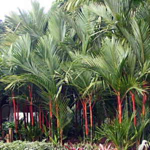 Cây cau đỏ - Cây Cảnh Lộc Xuân - Hộ Kinh Doanh Hoa Kiểng Lộc Xuân