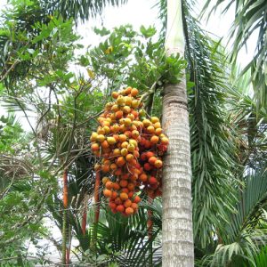 Cau đuôi chồn - Cây Cảnh Lộc Xuân - Hộ Kinh Doanh Hoa Kiểng Lộc Xuân