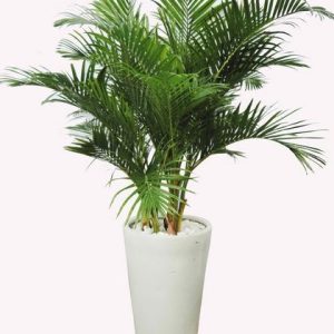 Cây cau nhật - Cây Cảnh Lộc Xuân - Hộ Kinh Doanh Hoa Kiểng Lộc Xuân