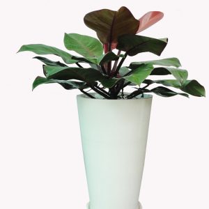 Câu trầu bà - Cây Cảnh Lộc Xuân - Hộ Kinh Doanh Hoa Kiểng Lộc Xuân