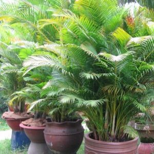 Cây cau vàng - Cây Cảnh Lộc Xuân - Hộ Kinh Doanh Hoa Kiểng Lộc Xuân