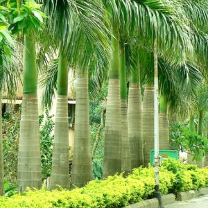 Cây cau vua - Cây Cảnh Lộc Xuân - Hộ Kinh Doanh Hoa Kiểng Lộc Xuân