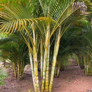 Cau Bụi - Cây Cảnh Lộc Xuân - Hộ Kinh Doanh Hoa Kiểng Lộc Xuân