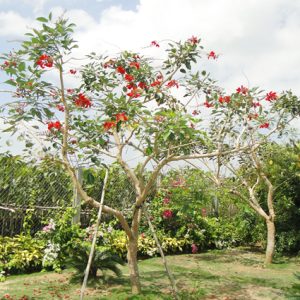 Cây Osaka đỏ - Cây Cảnh Lộc Xuân - Hộ Kinh Doanh Hoa Kiểng Lộc Xuân