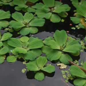 Cây bèo - Cây Cảnh Lộc Xuân - Hộ Kinh Doanh Hoa Kiểng Lộc Xuân