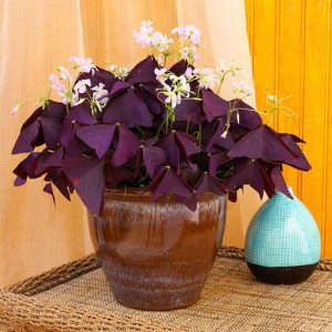 Cây bướm đêm - Cây Cảnh Lộc Xuân - Hộ Kinh Doanh Hoa Kiểng Lộc Xuân