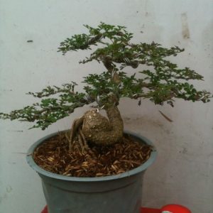 Cây cân thăng - Cây Cảnh Lộc Xuân - Hộ Kinh Doanh Hoa Kiểng Lộc Xuân