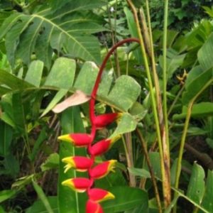 Cây chuối cá đỏ - Cây Cảnh Lộc Xuân - Hộ Kinh Doanh Hoa Kiểng Lộc Xuân