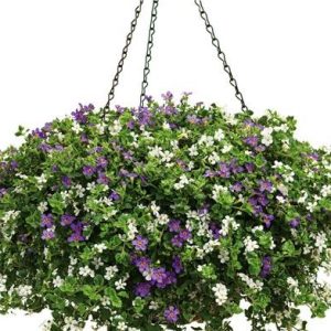 Cây bông tuyết - Cây Cảnh Lộc Xuân - Hộ Kinh Doanh Hoa Kiểng Lộc Xuân