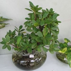 Cây da nhật - Cây Cảnh Lộc Xuân - Hộ Kinh Doanh Hoa Kiểng Lộc Xuân