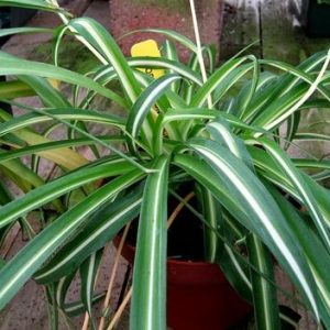 Cây dây nhện - Cây Cảnh Lộc Xuân - Hộ Kinh Doanh Hoa Kiểng Lộc Xuân