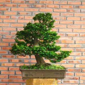 Cây kim quýt - Cây Cảnh Lộc Xuân - Hộ Kinh Doanh Hoa Kiểng Lộc Xuân