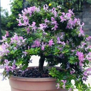 Cây linh sam - Cây Cảnh Lộc Xuân - Hộ Kinh Doanh Hoa Kiểng Lộc Xuân