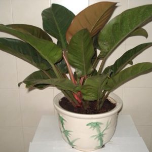 Câu trầu bà để nâu - Cây Cảnh Lộc Xuân - Hộ Kinh Doanh Hoa Kiểng Lộc Xuân