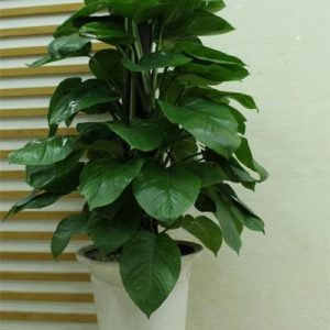 Cây trầu bà xanh - Cây Cảnh Lộc Xuân - Hộ Kinh Doanh Hoa Kiểng Lộc Xuân