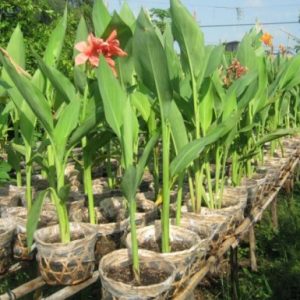 Chuối hoa huệ đỏ - Cây Cảnh Lộc Xuân - Hộ Kinh Doanh Hoa Kiểng Lộc Xuân