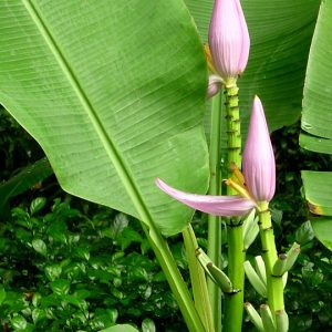 Chuối kiểng hồng - Cây Cảnh Lộc Xuân - Hộ Kinh Doanh Hoa Kiểng Lộc Xuân