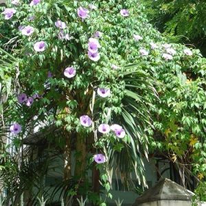 Dây cát đằng - Cây Cảnh Lộc Xuân - Hộ Kinh Doanh Hoa Kiểng Lộc Xuân