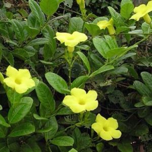 Dây huỳnh đệ - Cây Cảnh Lộc Xuân - Hộ Kinh Doanh Hoa Kiểng Lộc Xuân