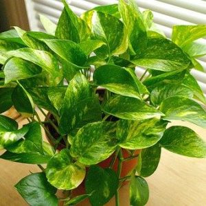 Trầu bà sữa - Cây Cảnh Lộc Xuân - Hộ Kinh Doanh Hoa Kiểng Lộc Xuân