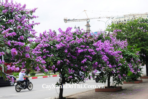 Bằng lăng tím - Kiến Trúc Cảnh Quan HATA LANDSCAPE - Công Ty TNHH Kiến Trúc Cảnh Quan Hata