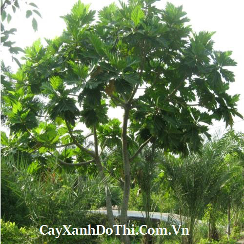 Cây Sake - Kiến Trúc Cảnh Quan HATA LANDSCAPE - Công Ty TNHH Kiến Trúc Cảnh Quan Hata