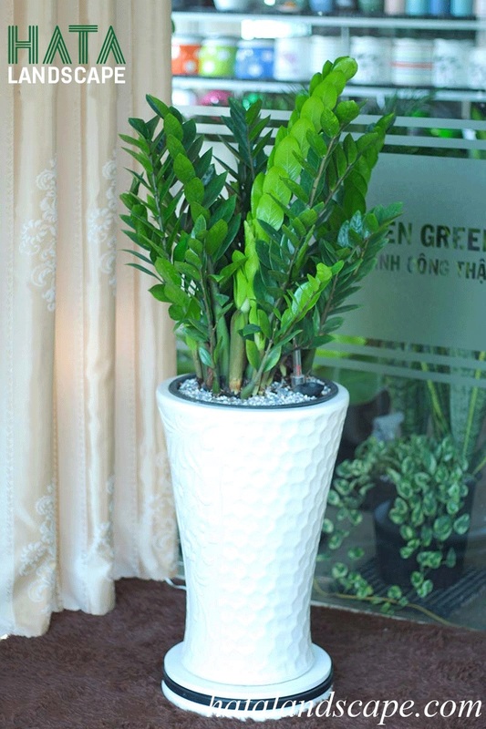 Cây kim tiền