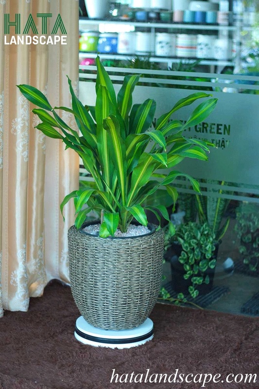 Cây phát tài