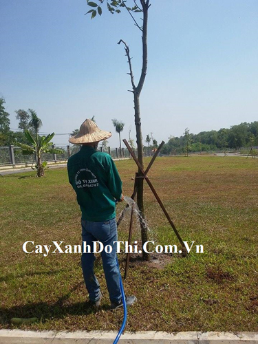 Dịch vụ chăm sóc cây xanh - Cây Xanh HATA  - Công Ty TNHH Kiến Trúc Cảnh Quan Hata