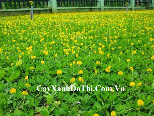 Cỏ đậu phộng - Kiến Trúc Cảnh Quan HATA LANDSCAPE - Công Ty TNHH Kiến Trúc Cảnh Quan Hata